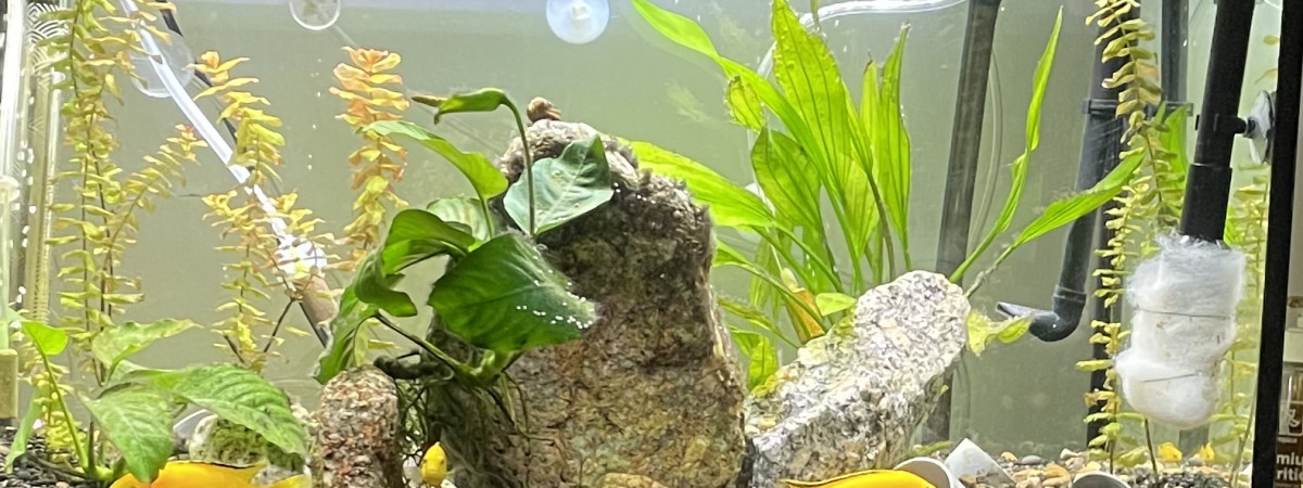 aquarium Force tranquille