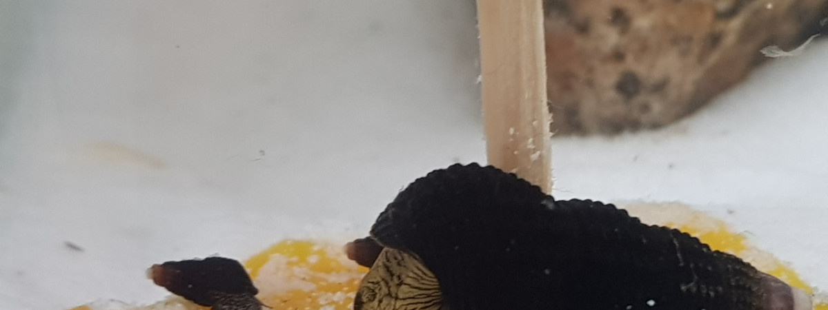 aquarium Mini Sulawesi