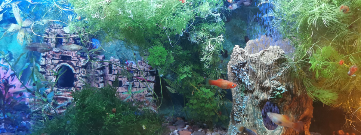 aquarium Chateau