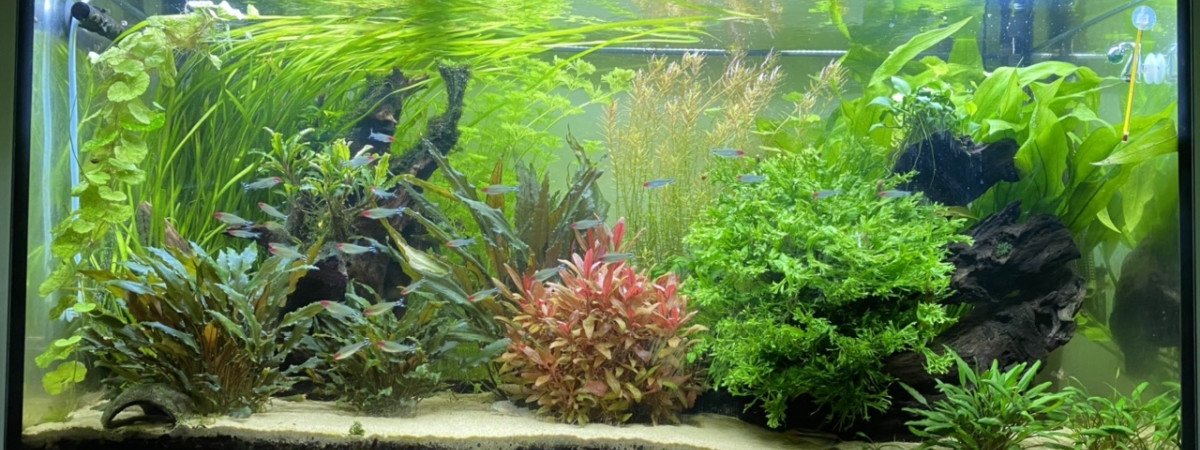 aquarium Amazonie 350