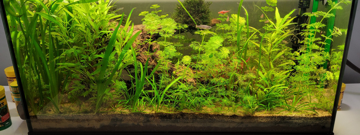 aquarium Biotope communautaire
