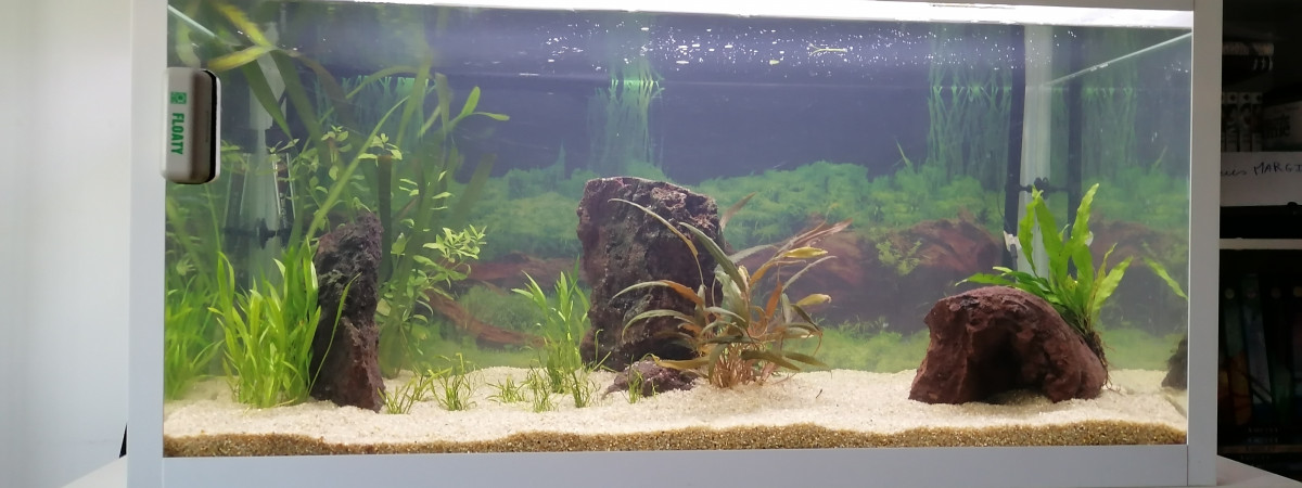aquarium 250l