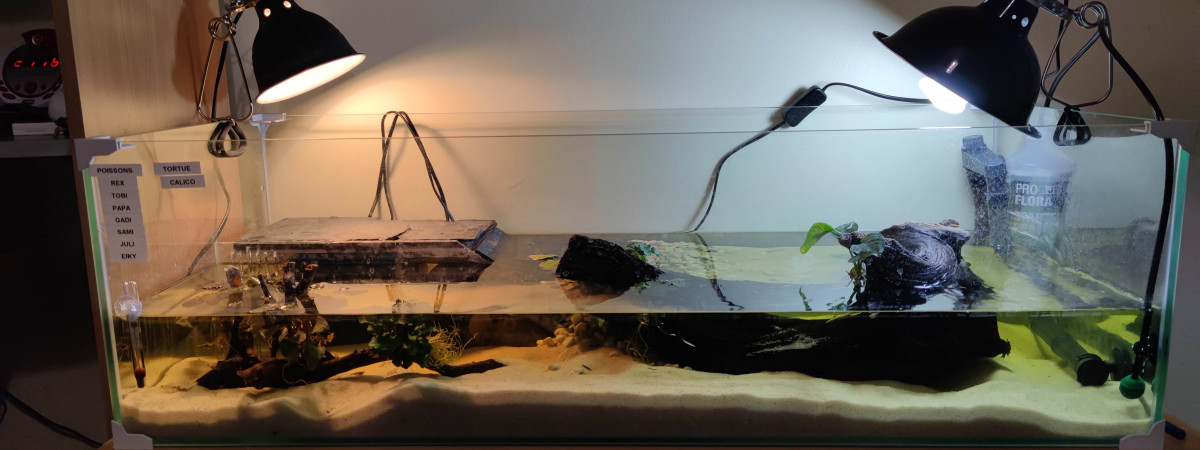 aquarium Calico