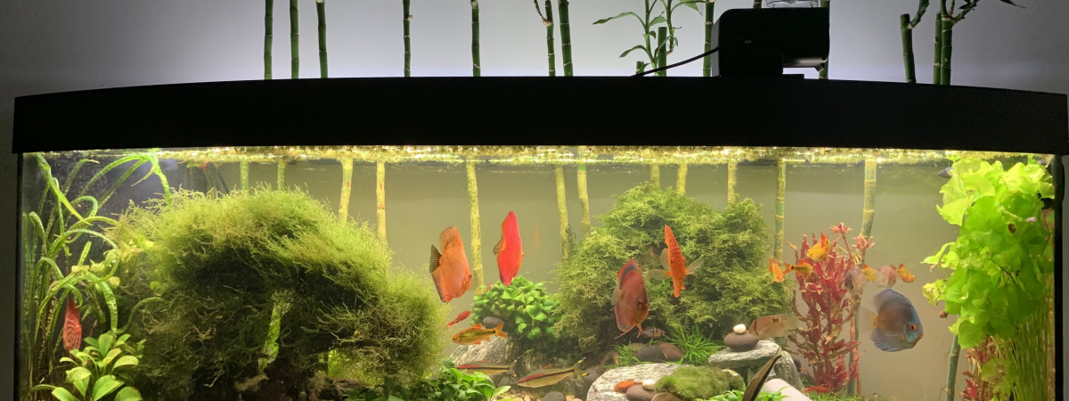 aquarium Juwel Vision 450