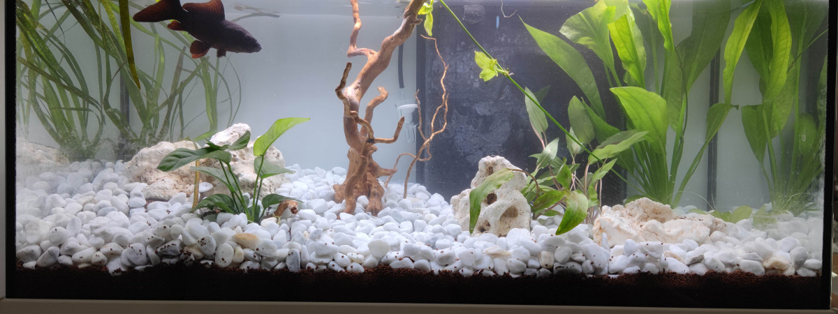 aquarium Bubulle