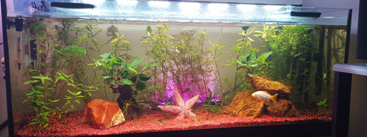 aquarium chez Anna et minie