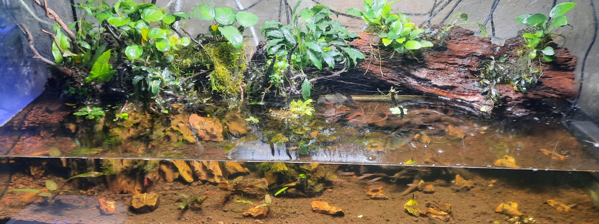 aquarium Palludarium