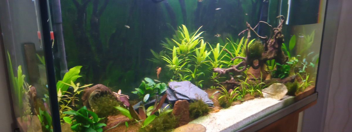 aquarium Vince5580