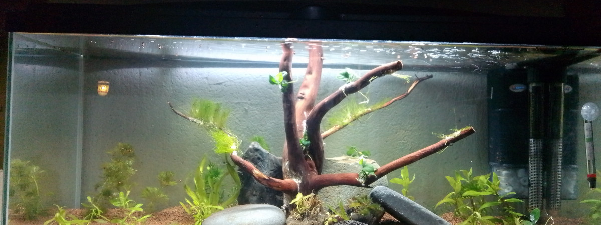 aquarium Commu