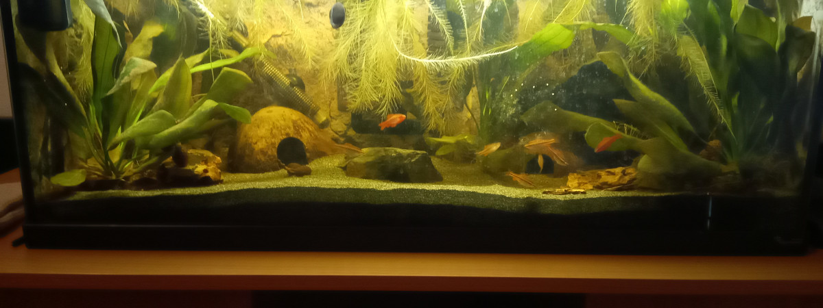 aquarium Aquatlantis Amsterdam 80L