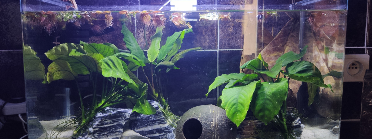 aquarium Grand-mère 32L