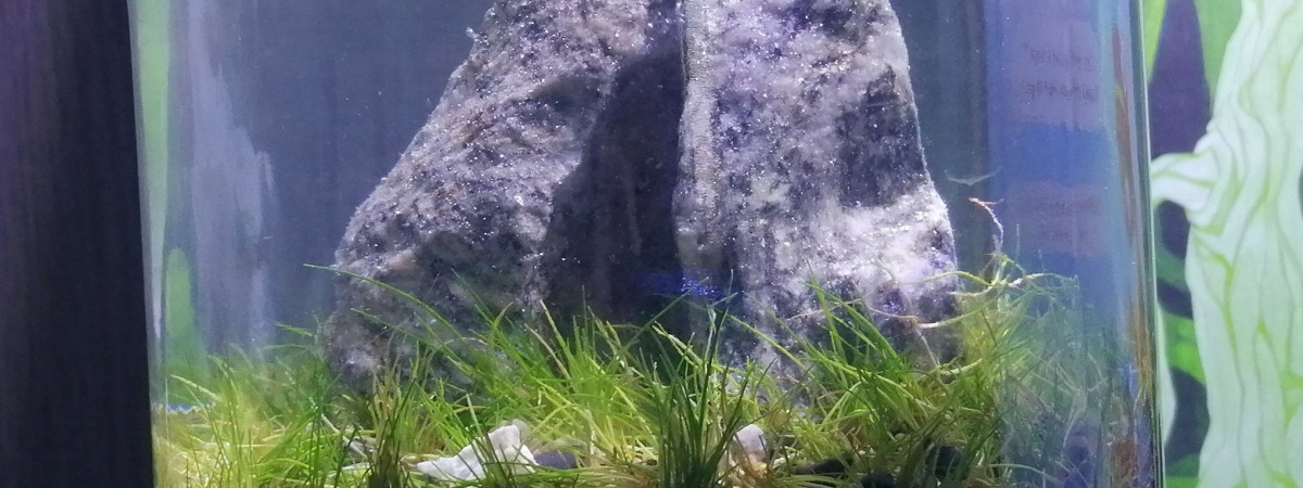 aquarium The Hill