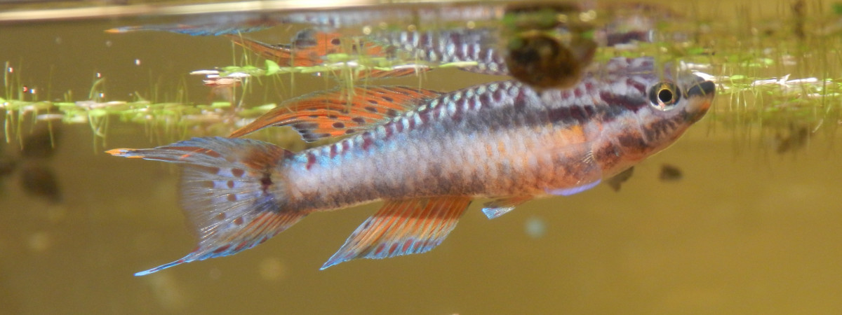 aquarium Bivittatum funge