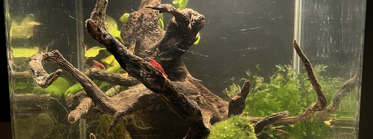 aquarium Red Fire