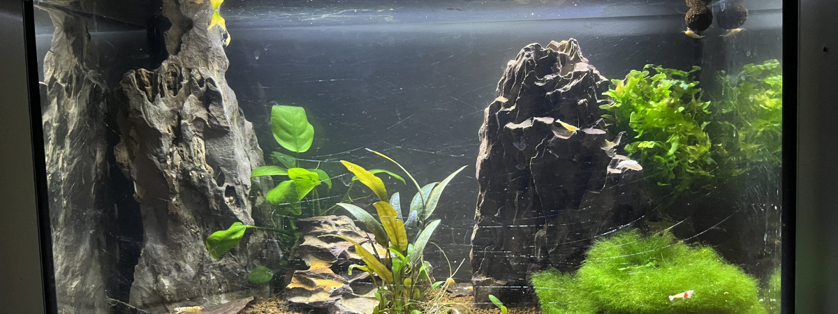 aquarium SNOW  ET PURE RED LINE