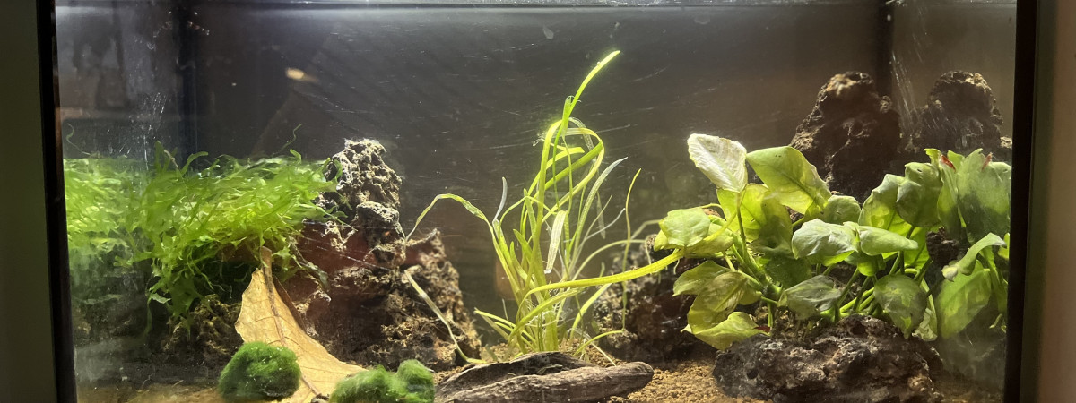 aquarium Super Crystal Red et  Super Red Crystal Santa