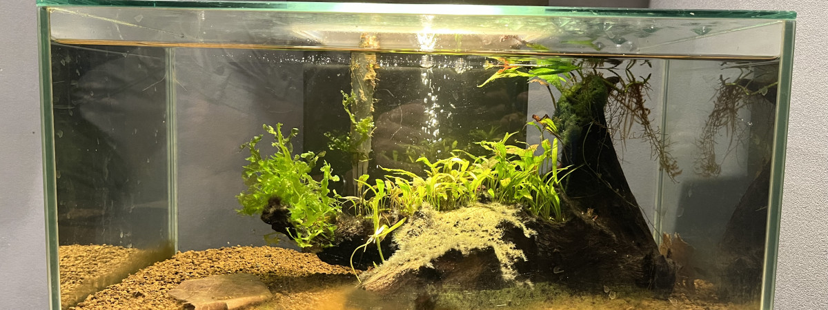 aquarium Macrobrachium  Lanchesteri
