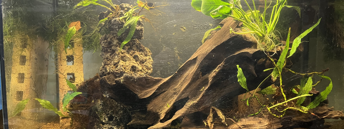 aquarium Crabe Panthere et Guppy endlers