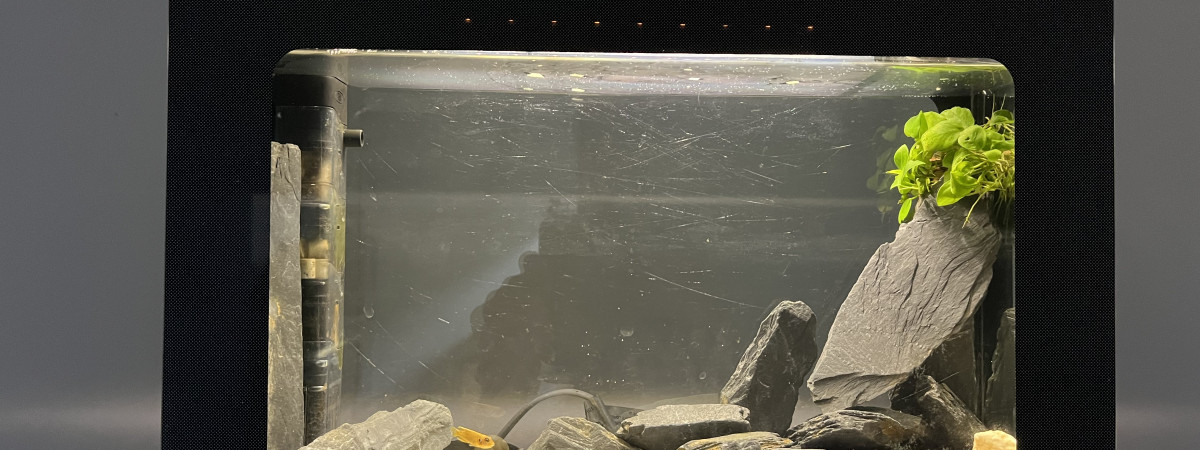 aquarium En rodage pour des crevettes ou ecrevisse