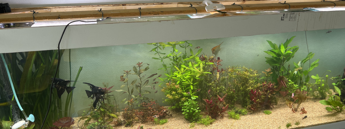 aquarium Scalaire