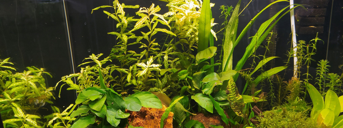 aquarium Lilliputiens