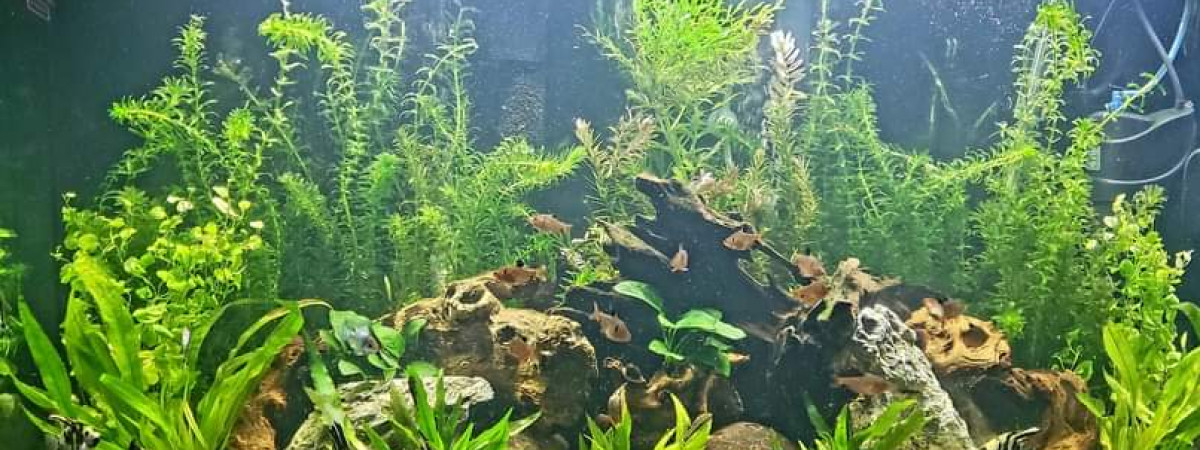 aquarium Amazonien