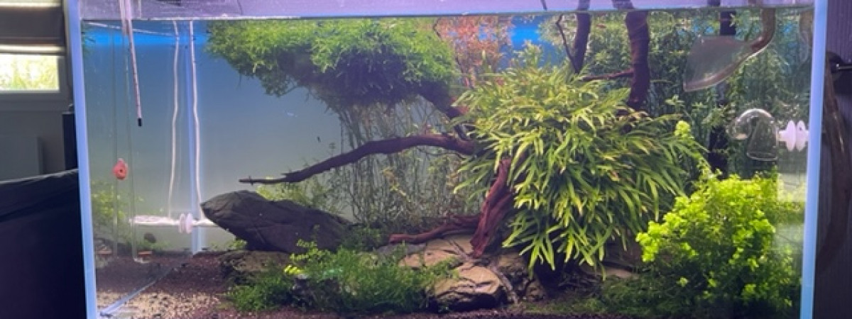 aquarium Aquascaping 128 litres