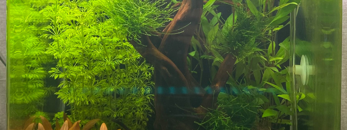aquarium Nano 30L