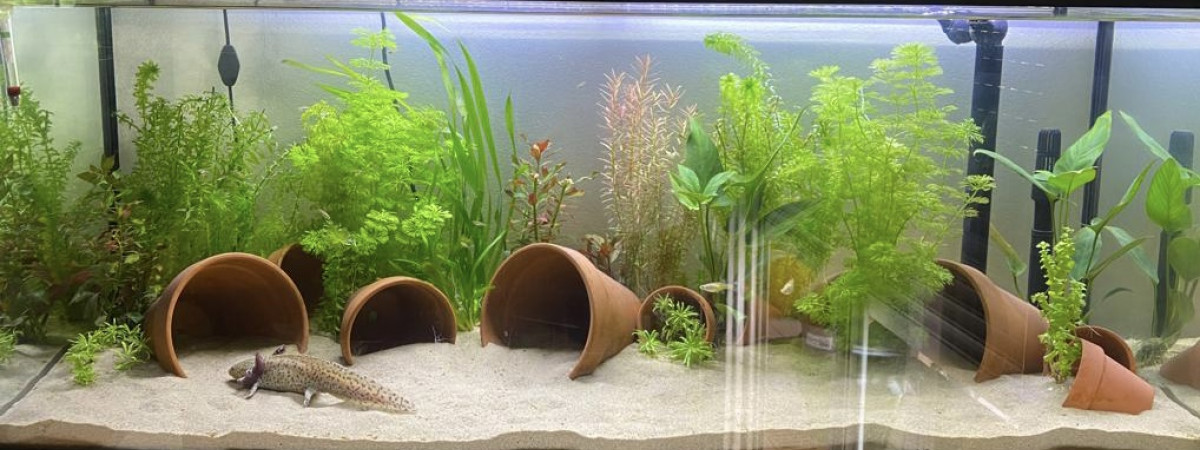 aquarium Axolotl