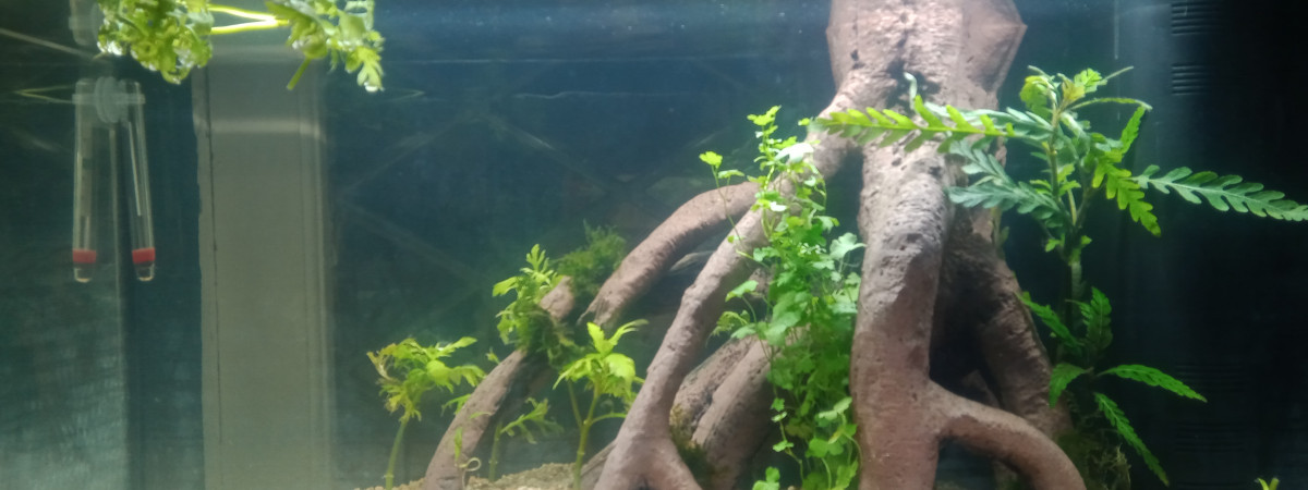aquarium 60L