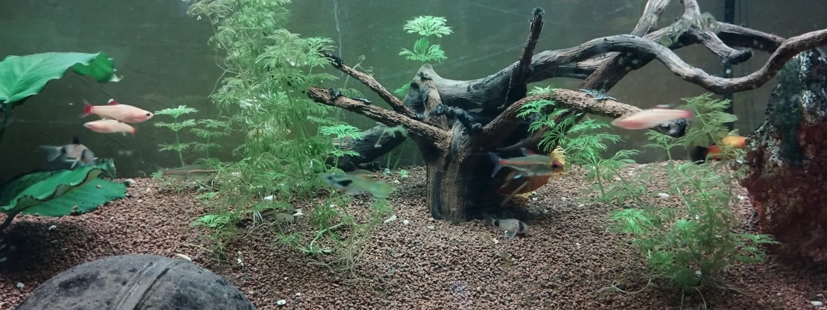 aquarium Lucko