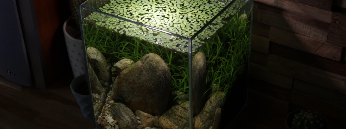 aquarium 10 Low tech