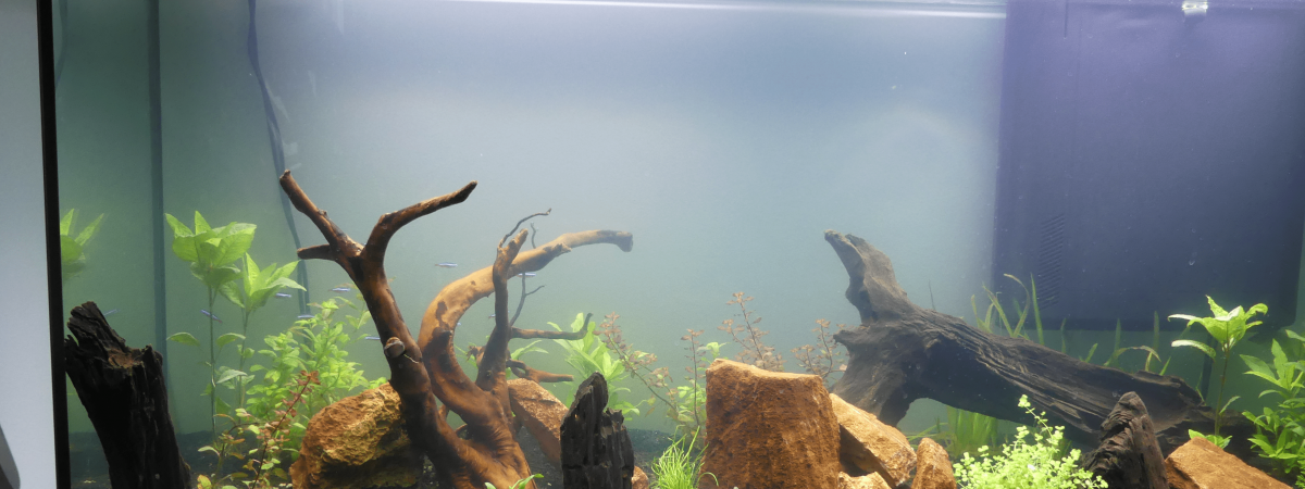 aquarium Volga