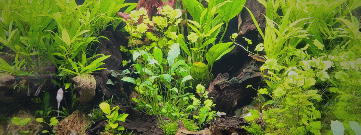 aquarium Aqua Tower 163 Pro