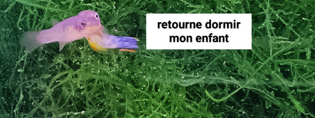 aquarium 243 01 Jeune Couple Fundulopanchax scheeli