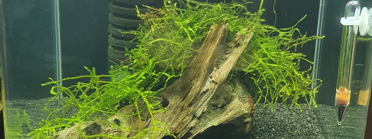 aquarium Denerle 30L