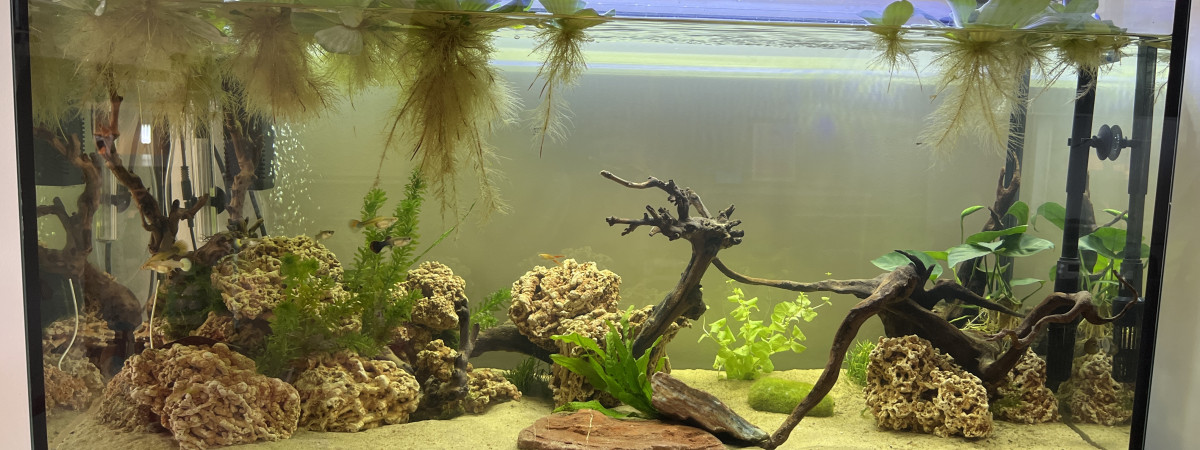 aquarium Americain