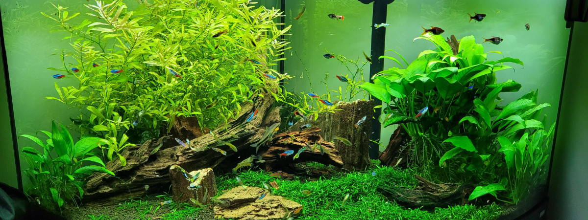 aquarium Aquarium angle