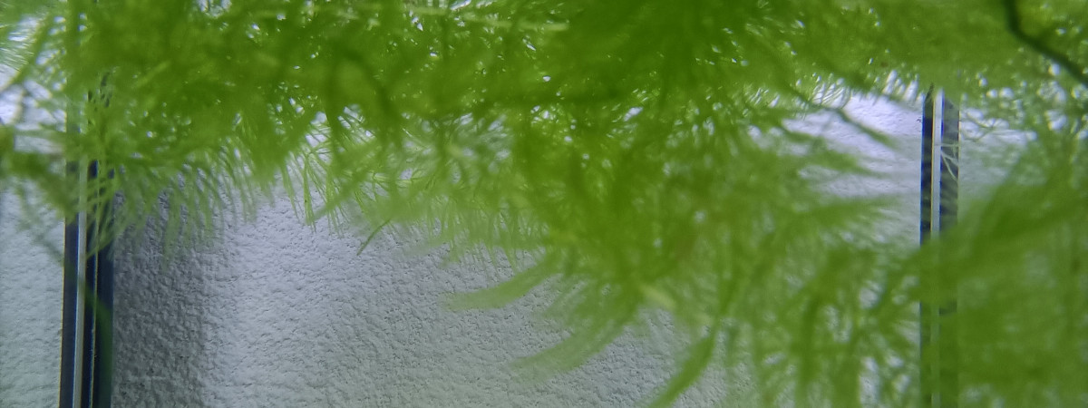 aquarium 421 Libre Fundulopanchax nigerianus innidere