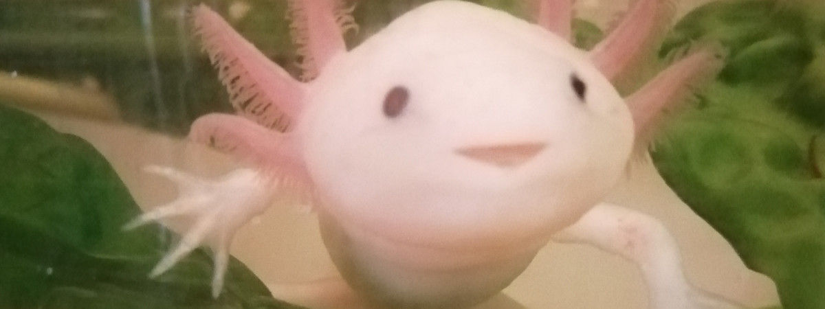 aquarium AXOLOTLS