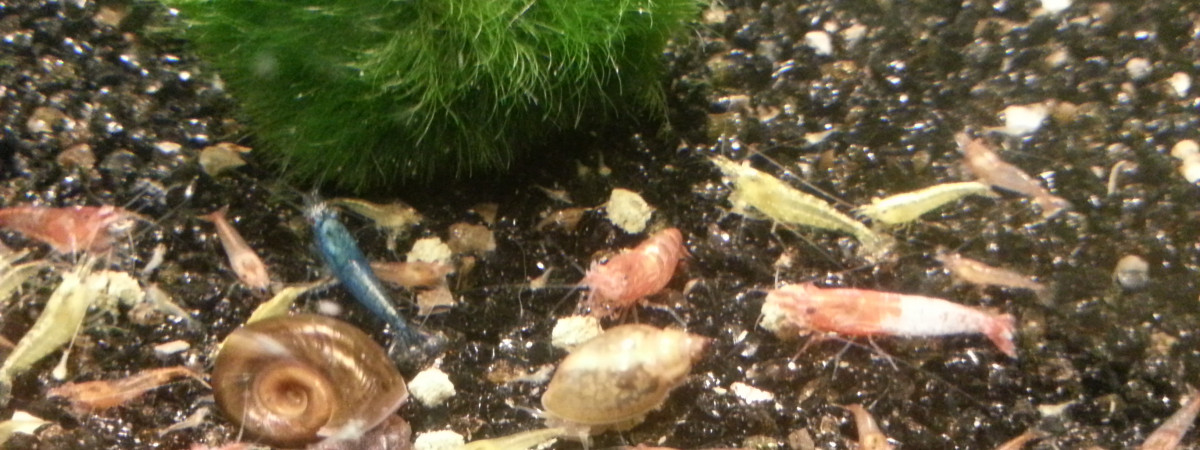 aquarium CREVETTES