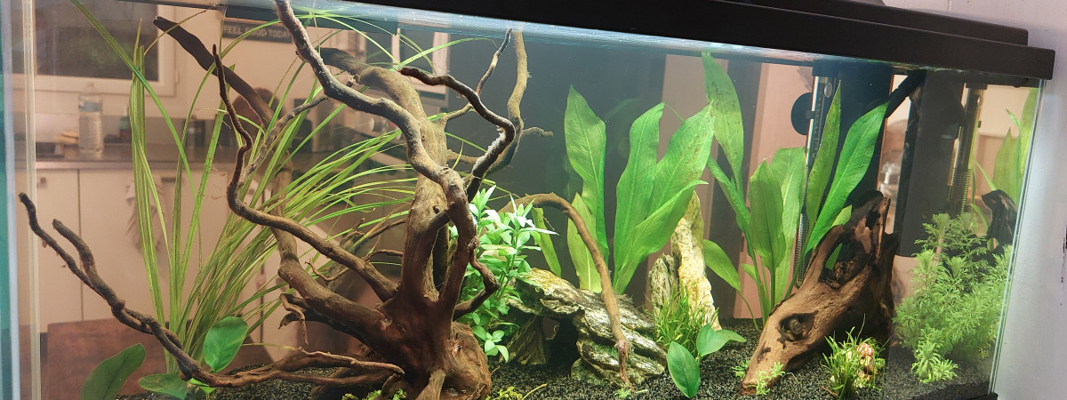 aquarium First