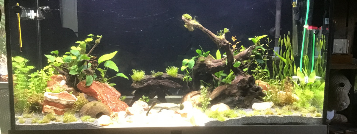 aquarium Patrice