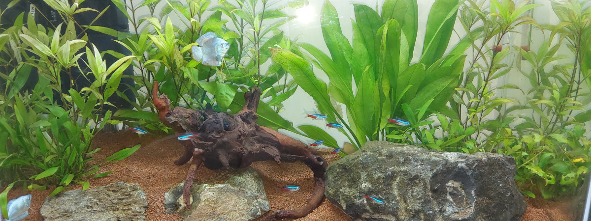 aquarium Aqua1