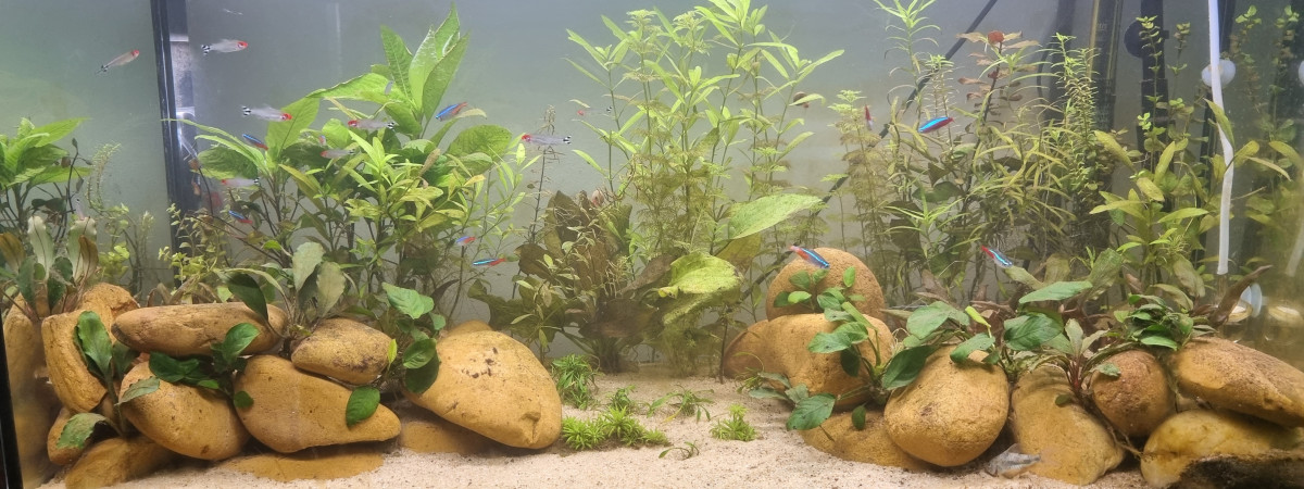 aquarium Le second