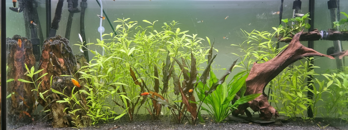 aquarium Mon 1er