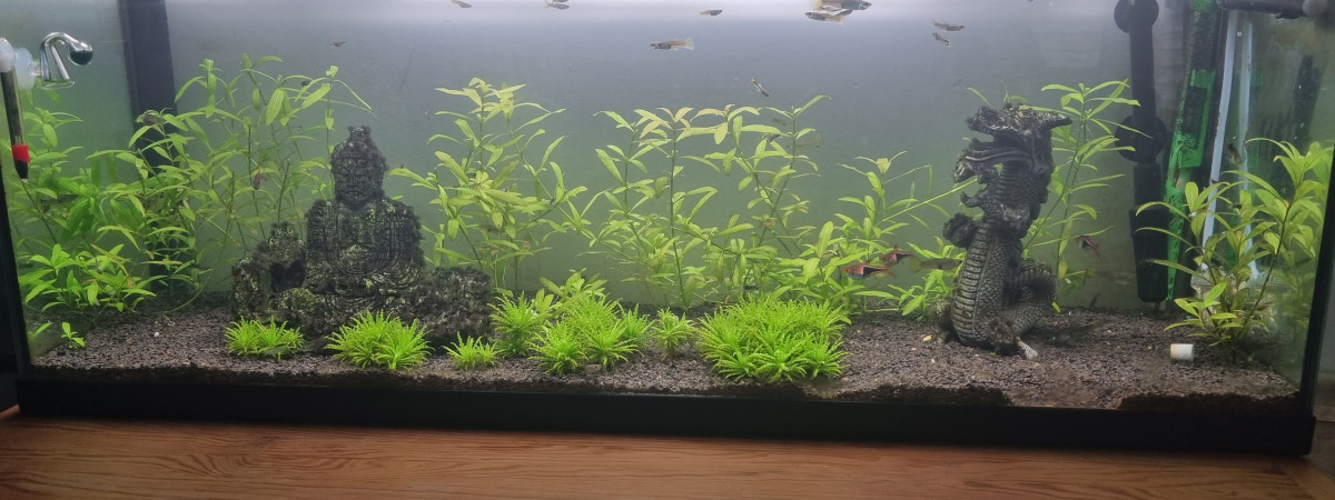 aquarium Le 3 eme