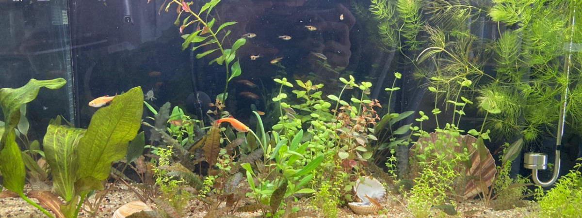 aquarium Aquarium 60l