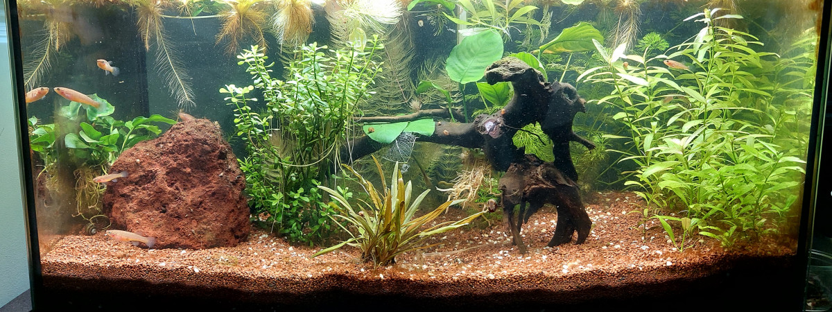 aquarium Bac killis 60L