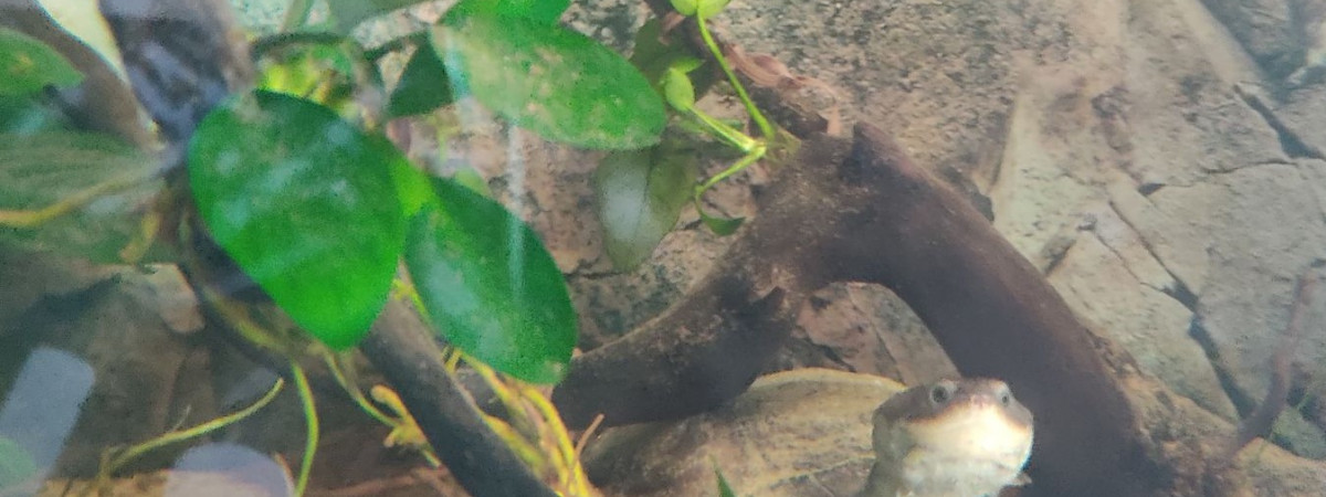 aquarium Nouvelle-Koggyland